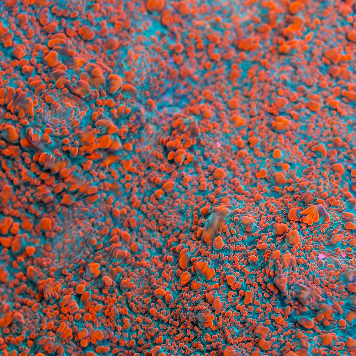 Chalice – Underwater Wonders