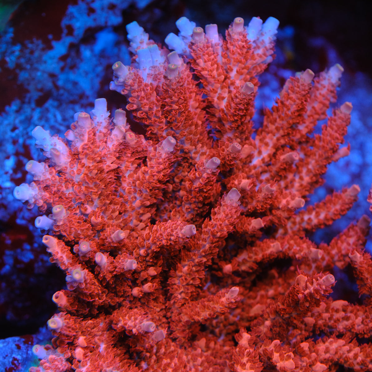 アクアマリンBigパーム♡♡シラー強No.1812 Acropora – Underwater Wonders