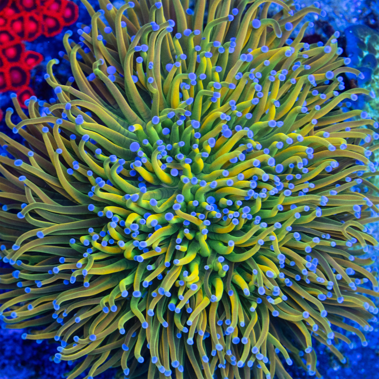 ASD OG Holy Grail Torch