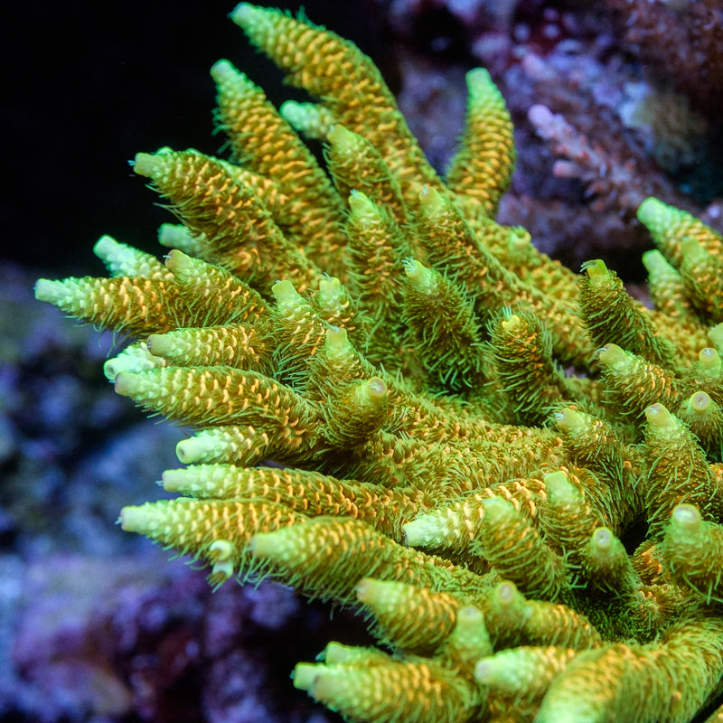 ASD Rainbow Millepora