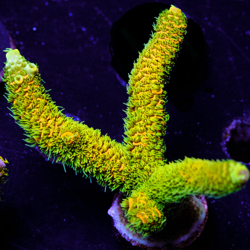 ASD Rainbow Millepora WYSIWYG - P4