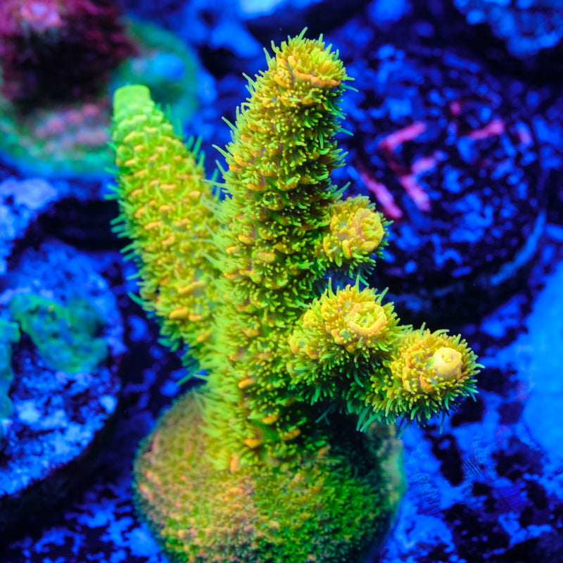 ASD Rainbow Millepora