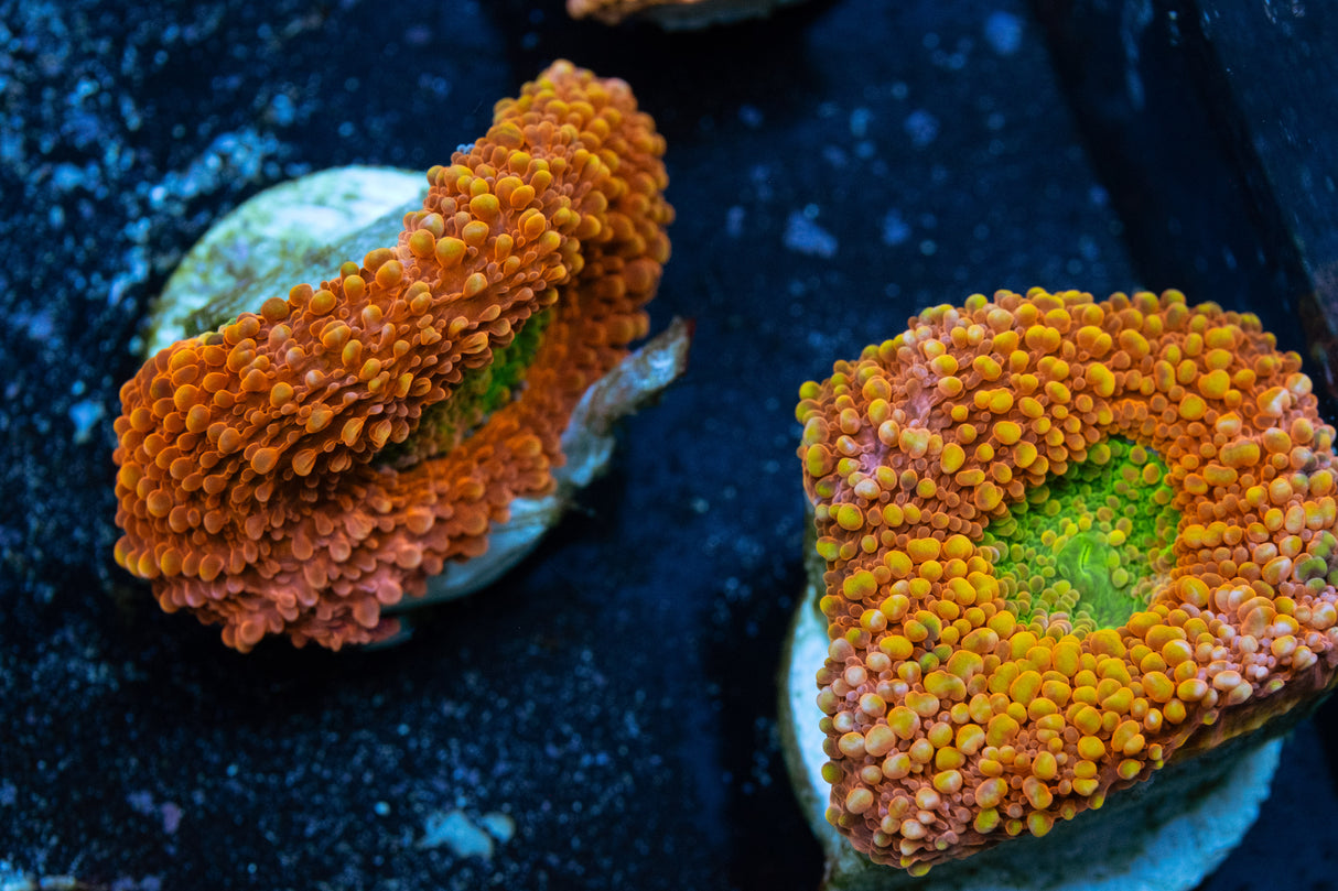 Agent Orange Echinata