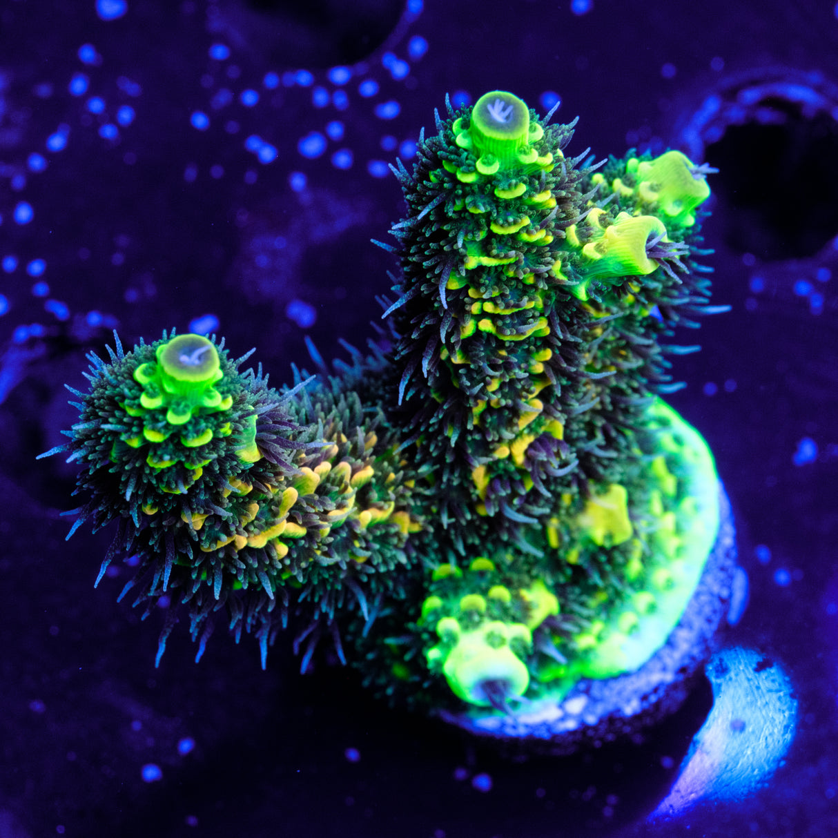 RRC All Green Rainbow Millepora Splice