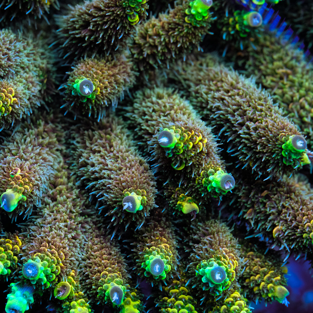 RRC All Green Rainbow Millepora Splice