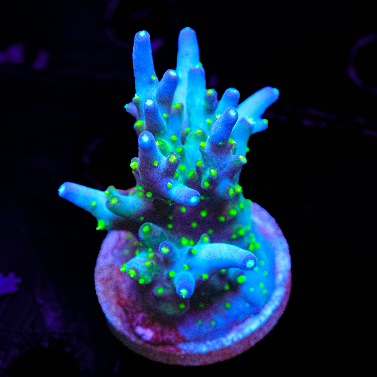 Ari's Avalanche Acropora WYSIWYG - D2-4
