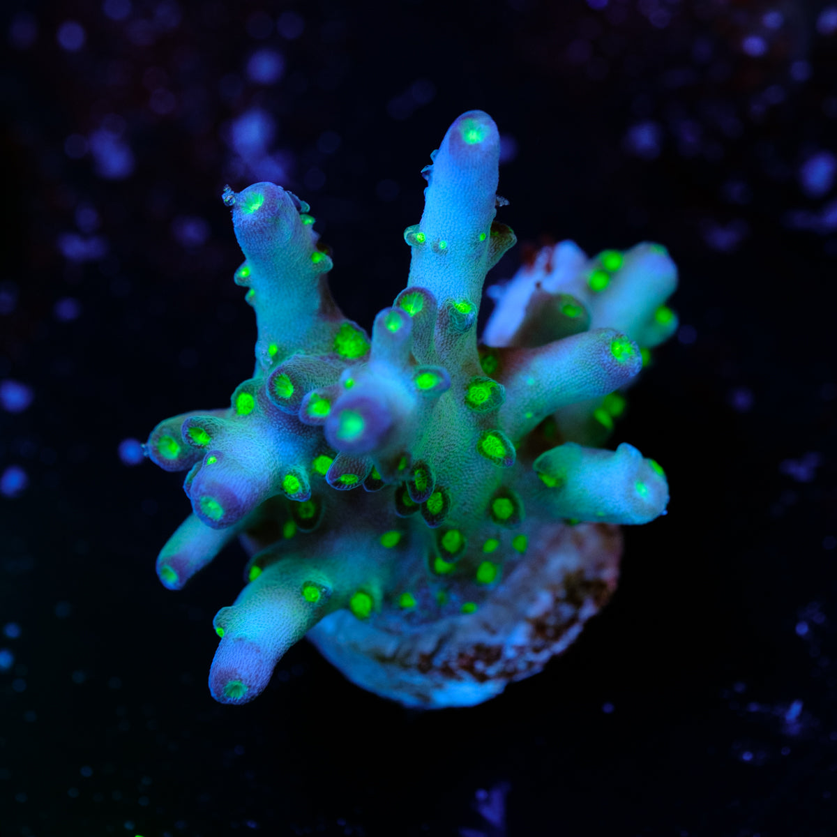Ari's Avalanche Acropora WYSIWYG - T4