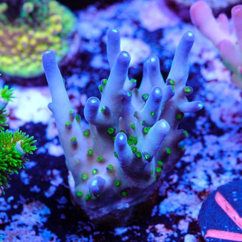 Aris Avalanche Acropora WYSIWYG - K2