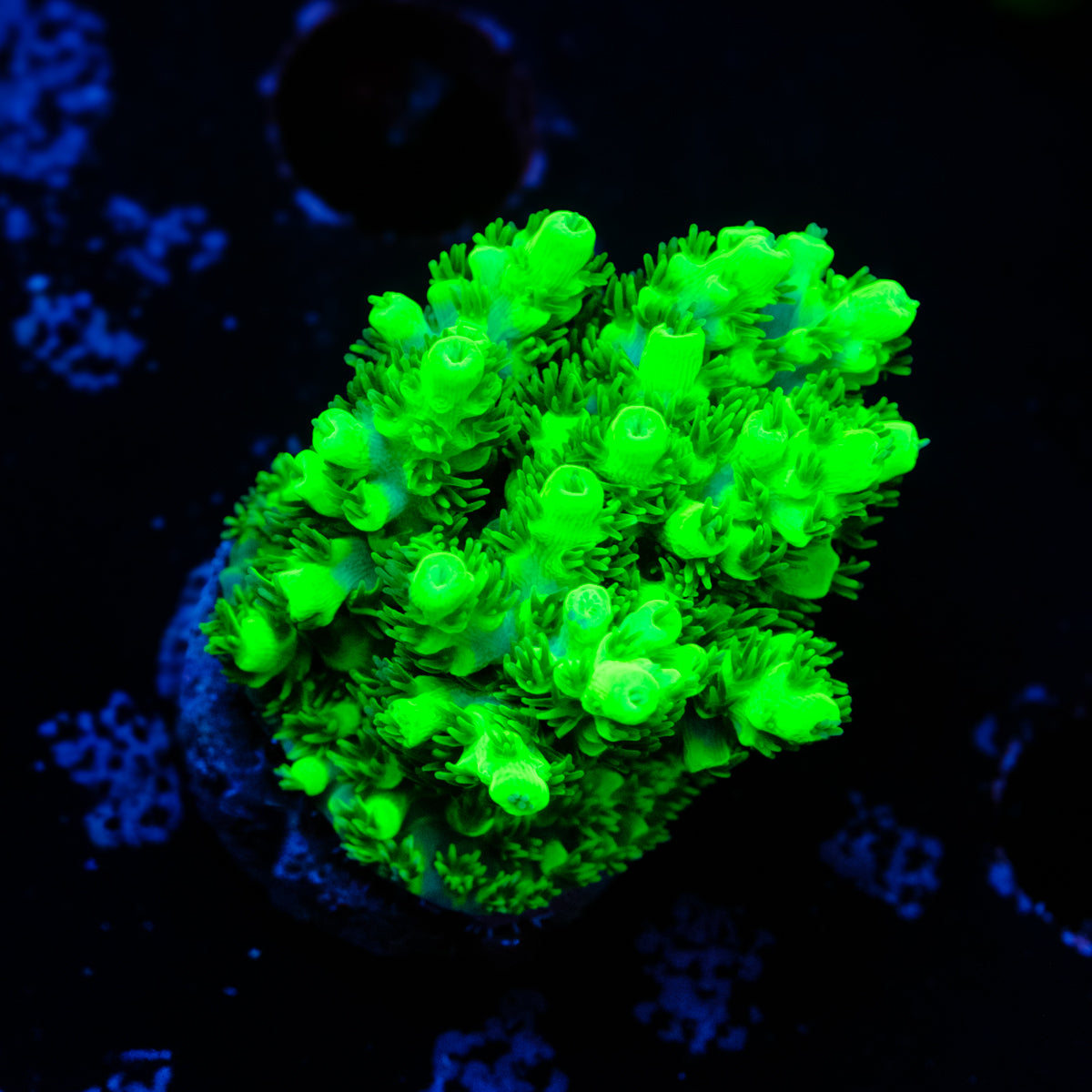 A to Z Radioactive Man Acropora WYSIWYG - T4