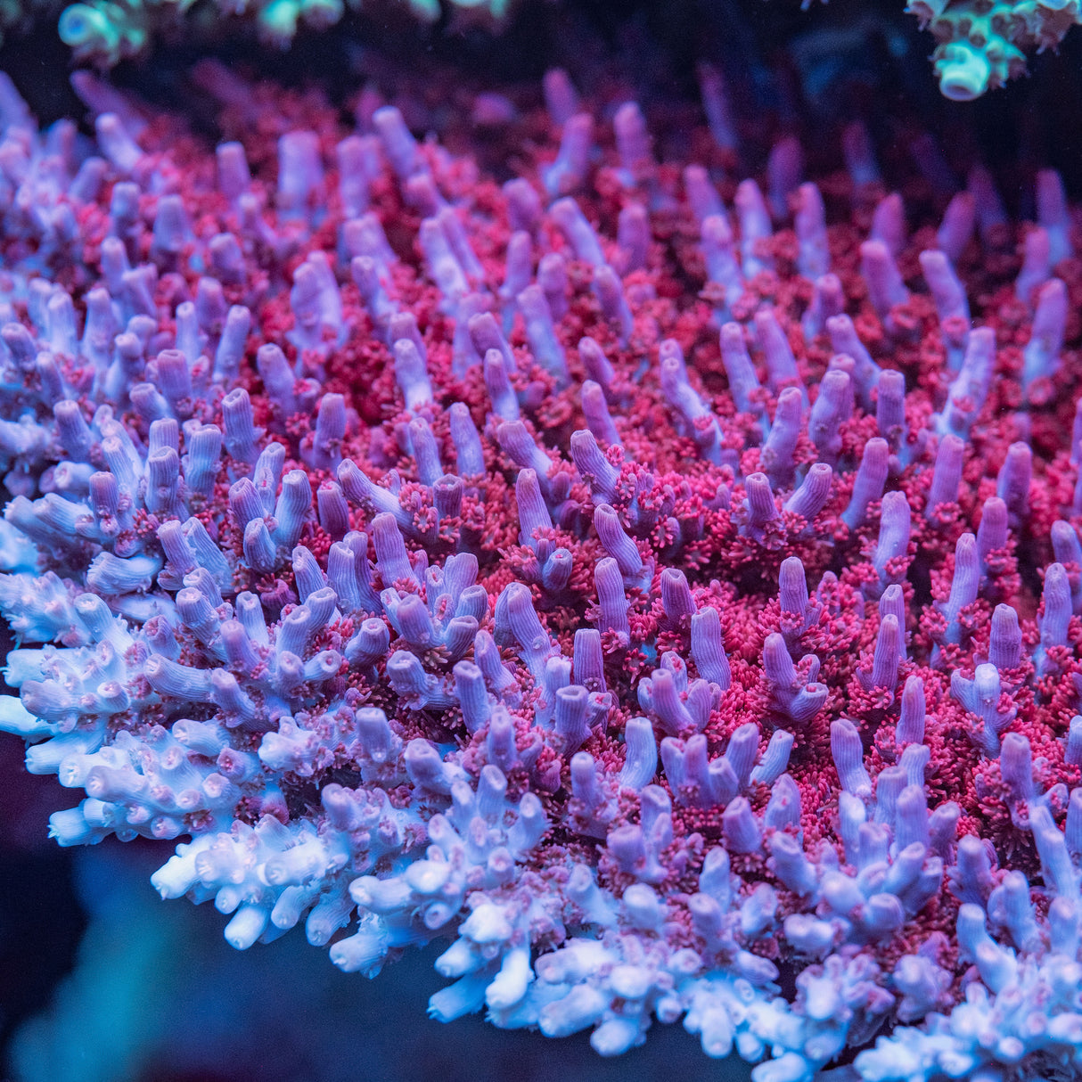 BC Fire Polyp Table Acropora