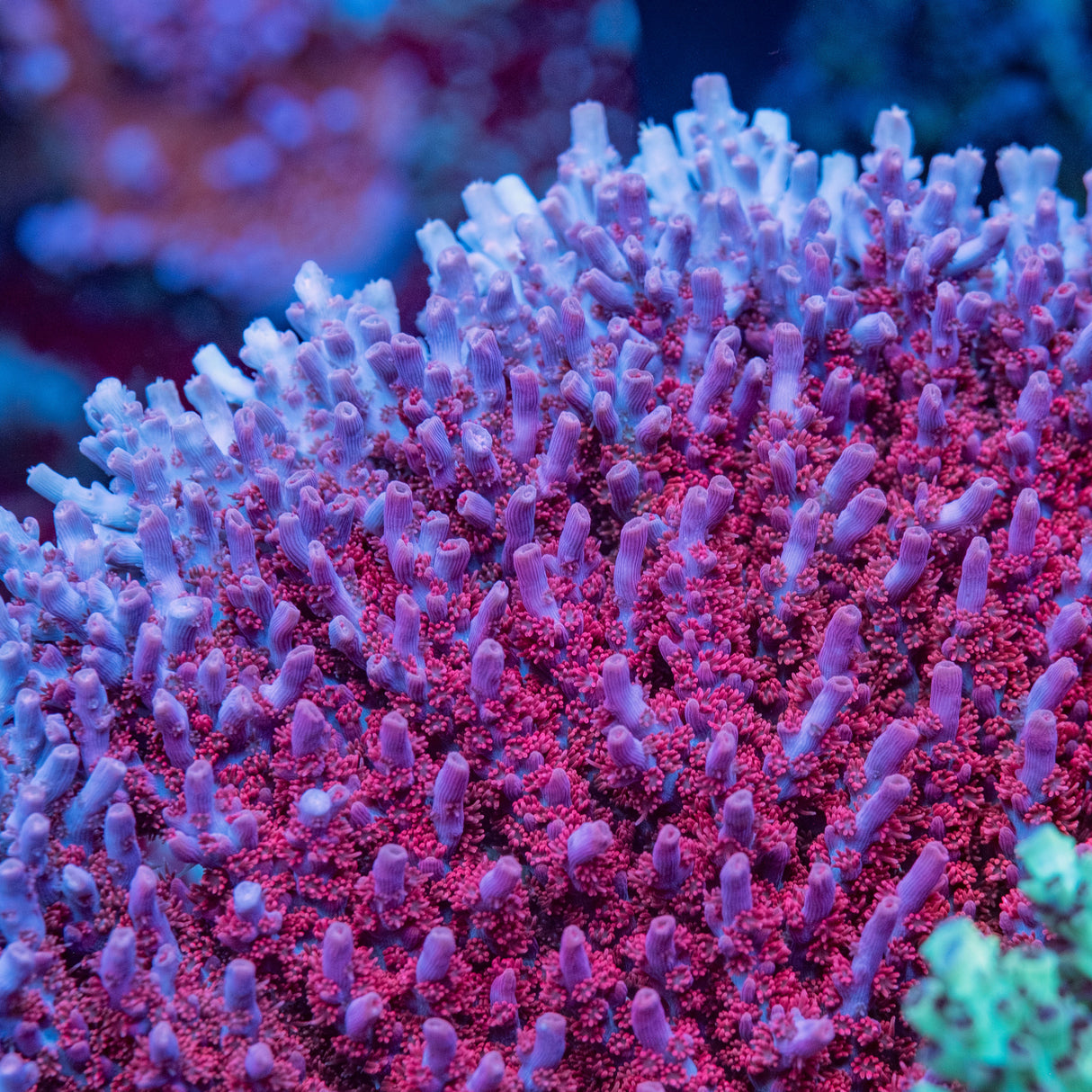 BC Fire Polyp Table Acropora