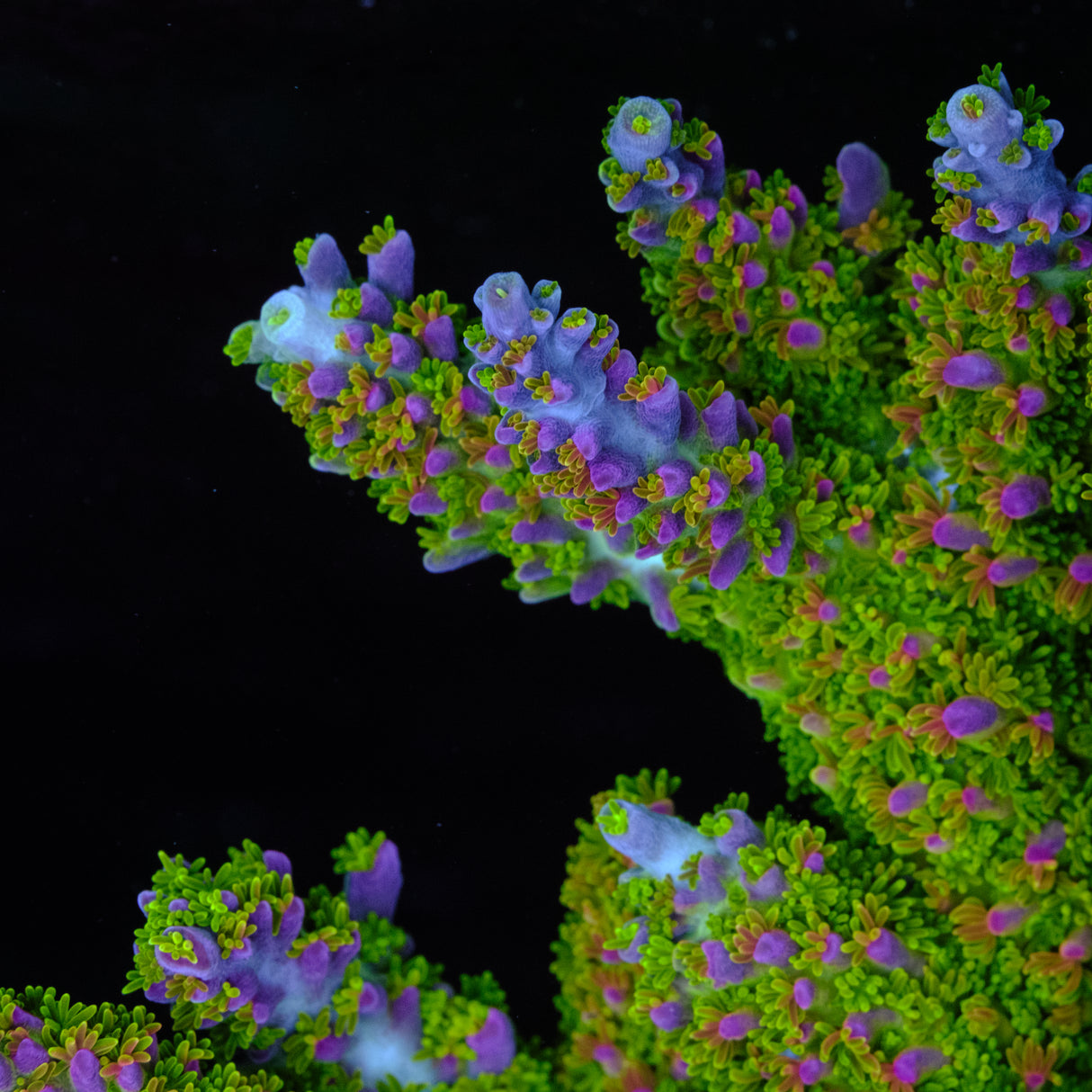 BC Bleeding Tree Abrotanoides