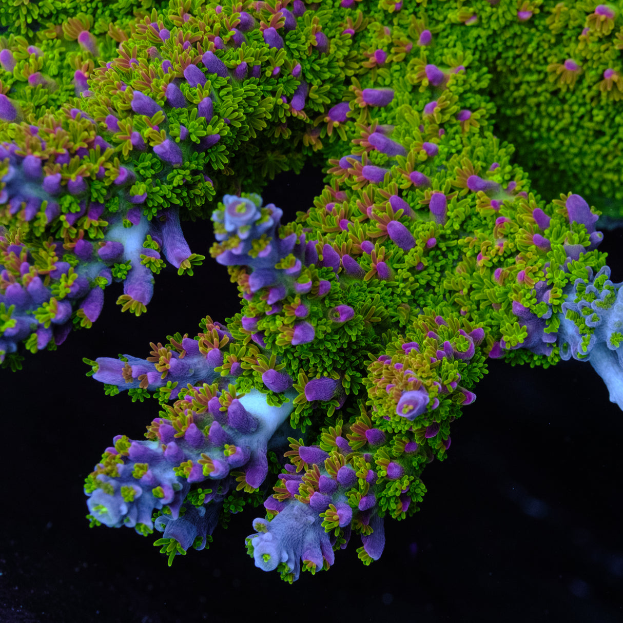 BC Bleeding Tree Abrotanoides