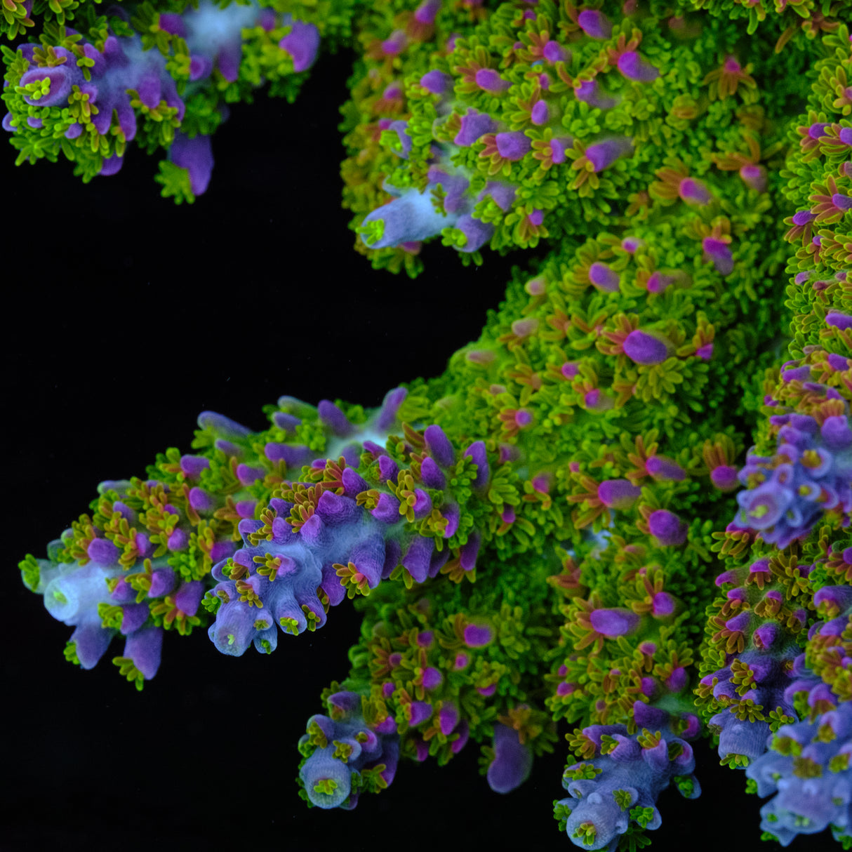 BC Bleeding Tree Abrotanoides