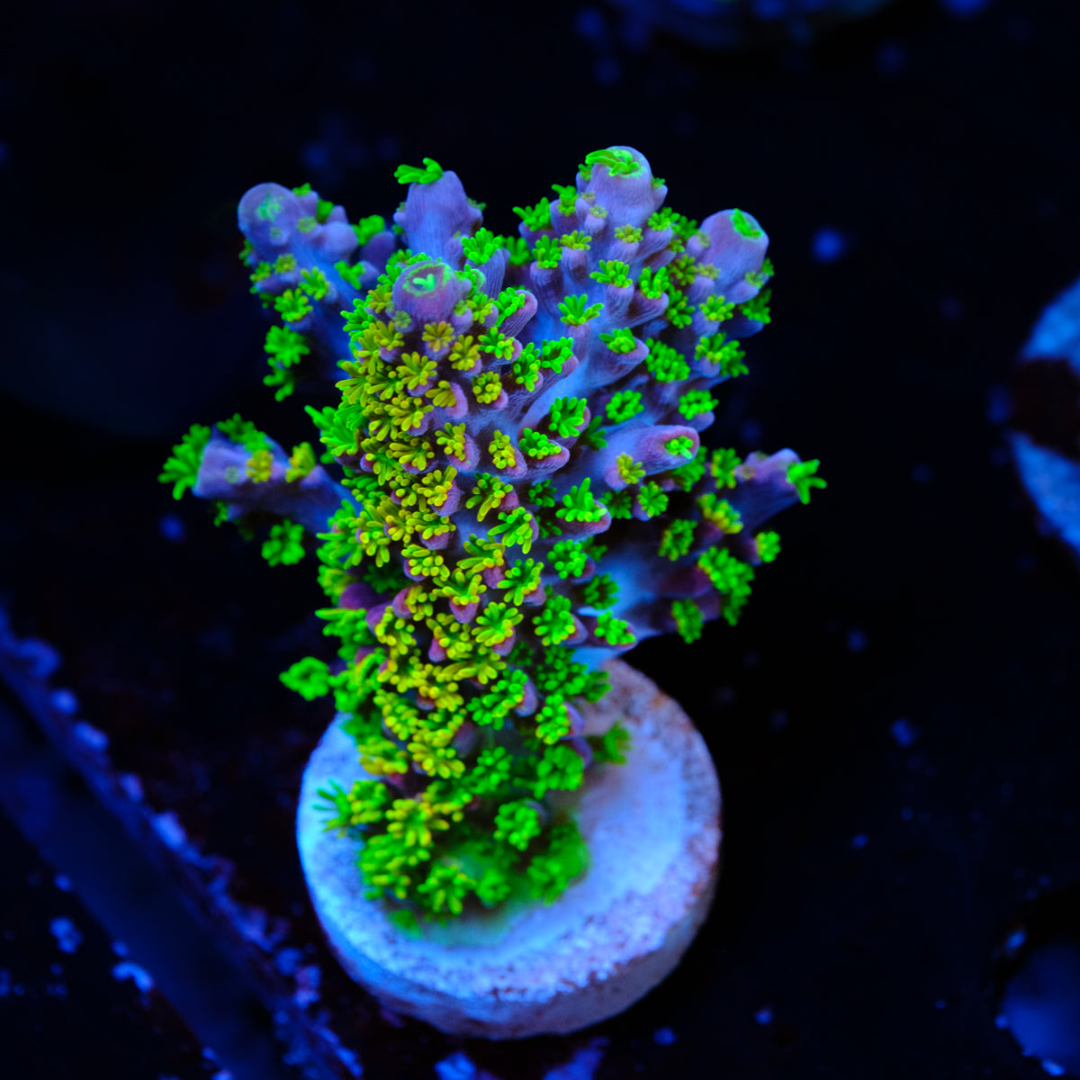 BC Bleeding Tree Abrotanoides WYSIWYG - I4