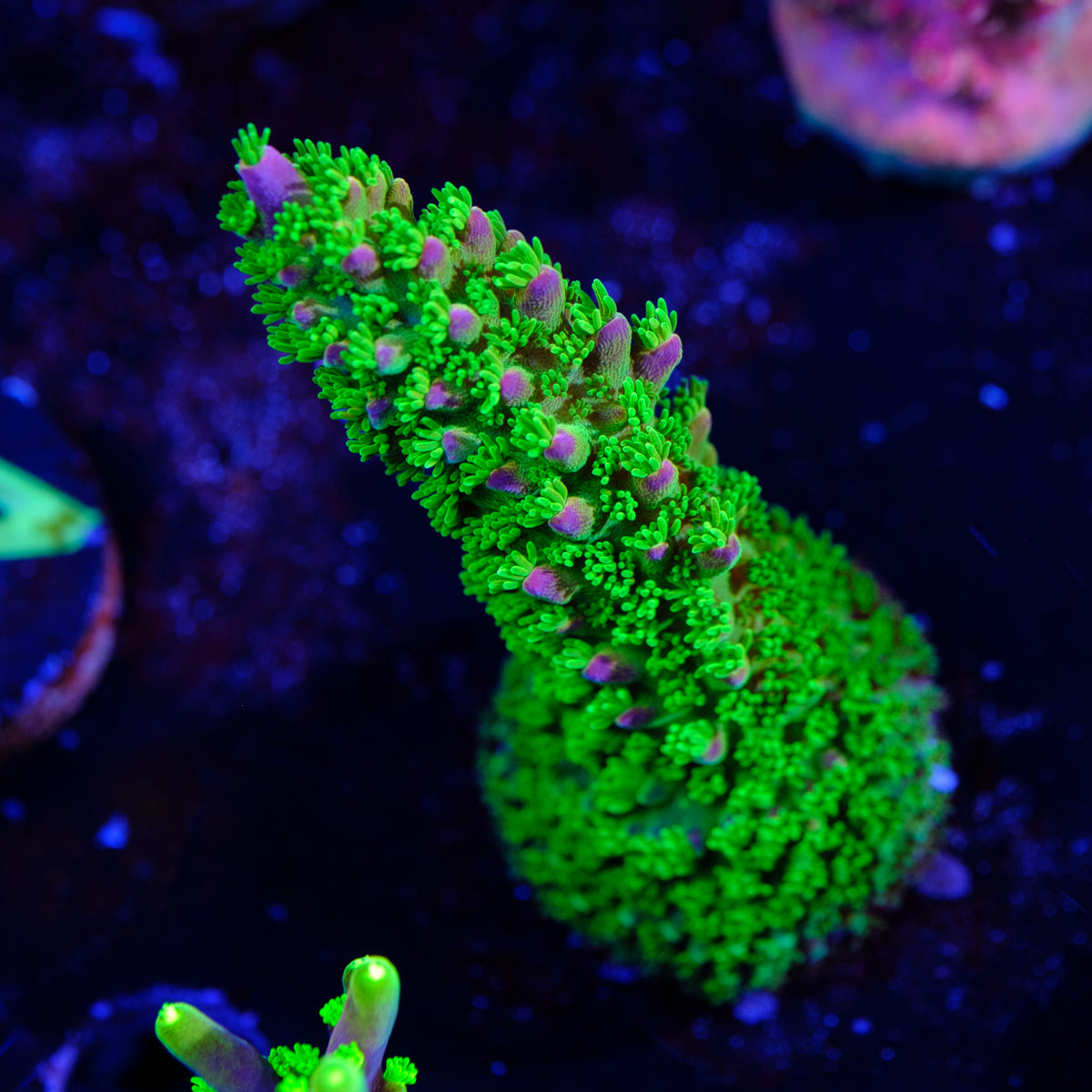 BC Bleeding Tree Abrotanoides WYSIWYG - V4