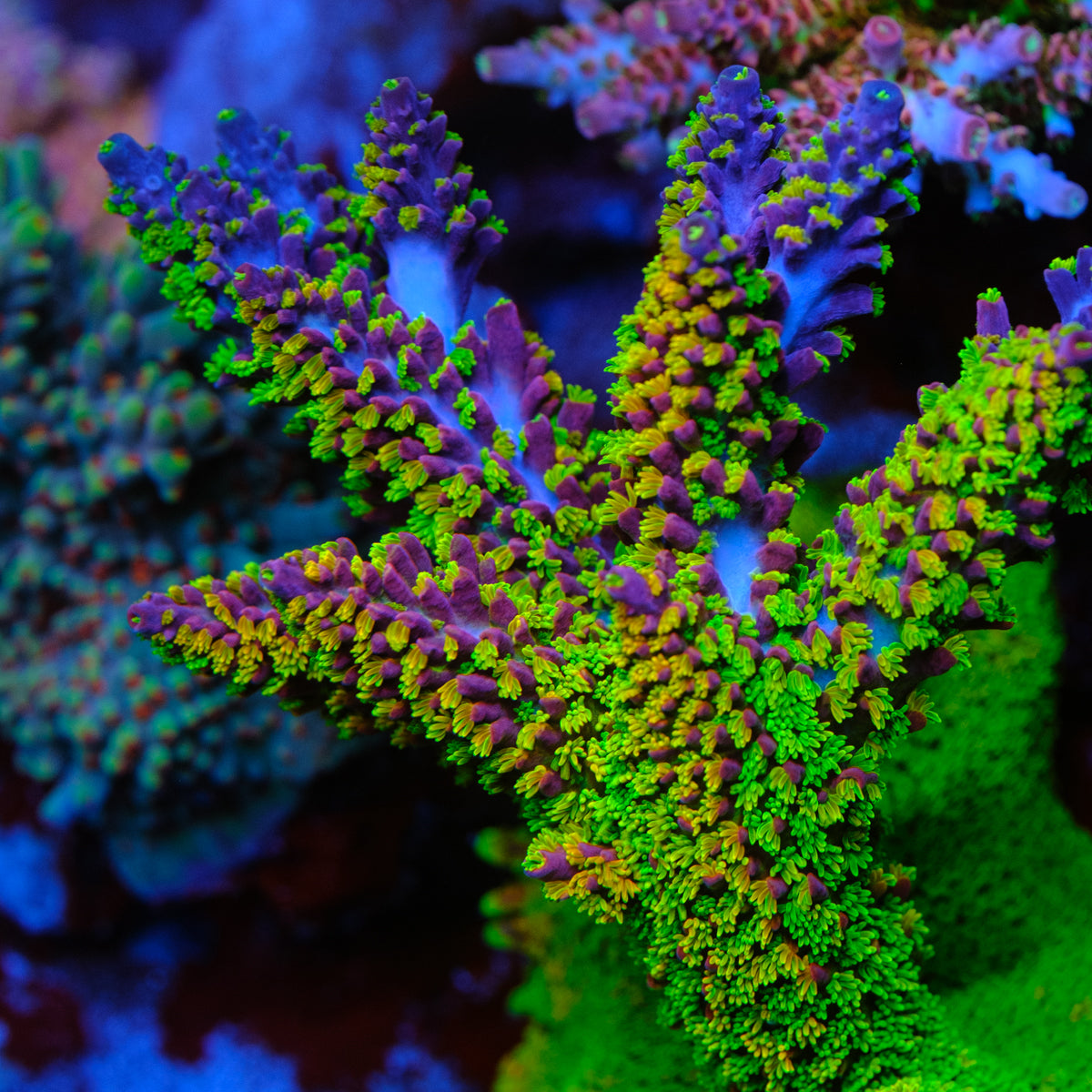 BC Bleeding Tree Abrotanoides