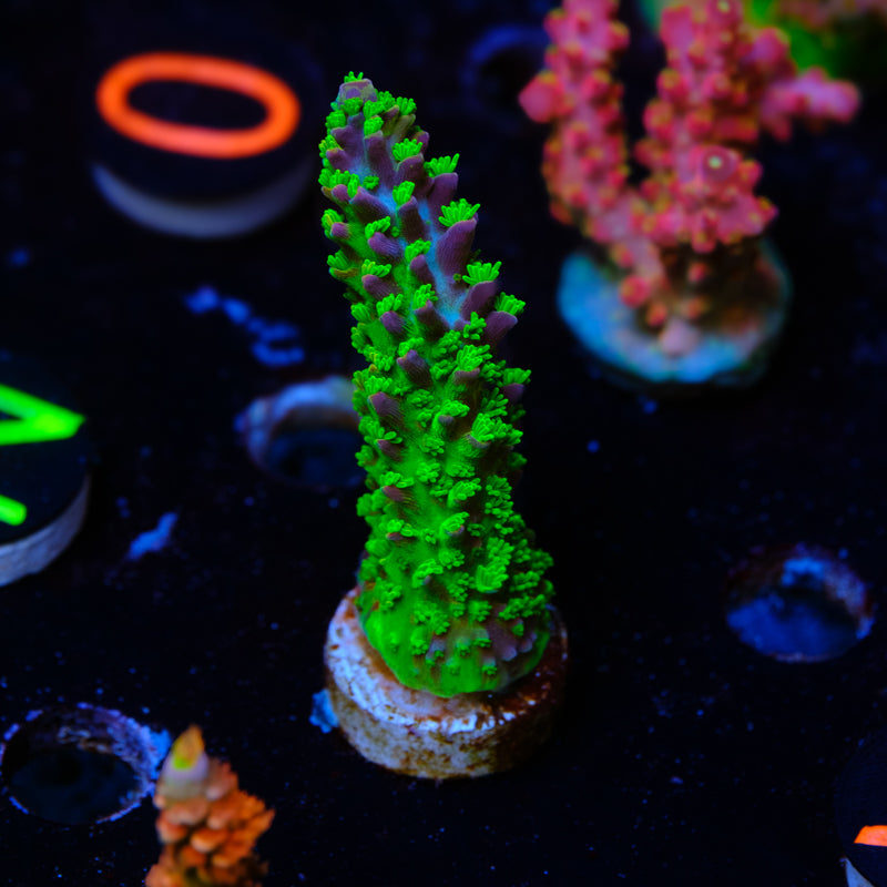 BC Bleeding Tree Abrotanoides WYSIWYG - V4