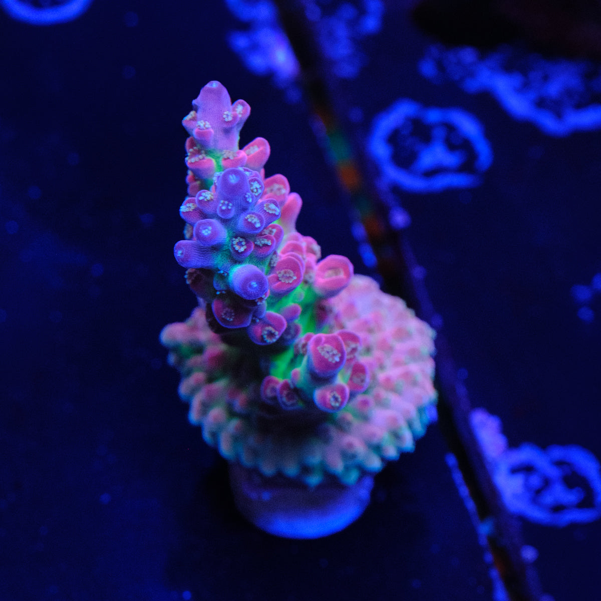 BC Blood Bank Acropora WYSIWYG - Q4