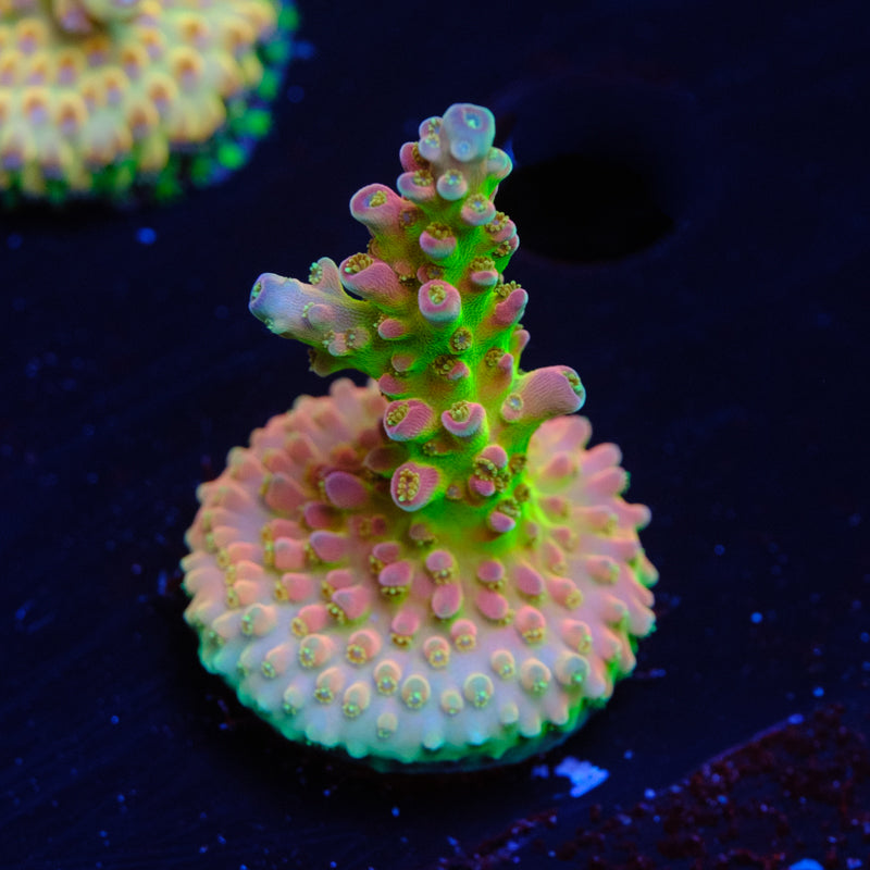 BC Blood Bank WYSIWYG U2-4