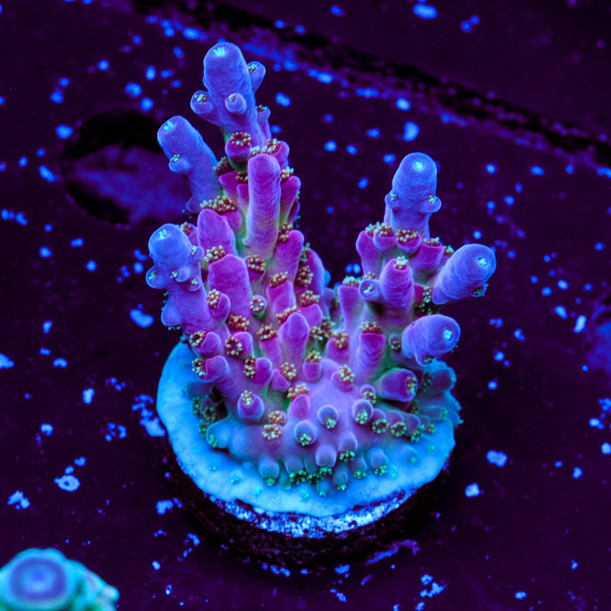 BC Cricket Spine Acropora