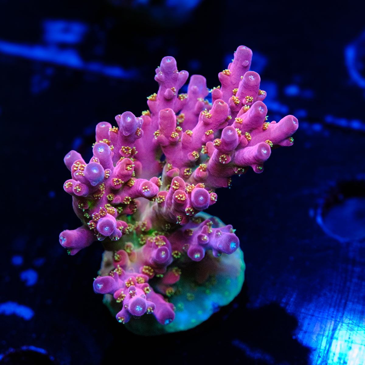 BC Cricket Spine Acropora WYSIWYG - B2-4