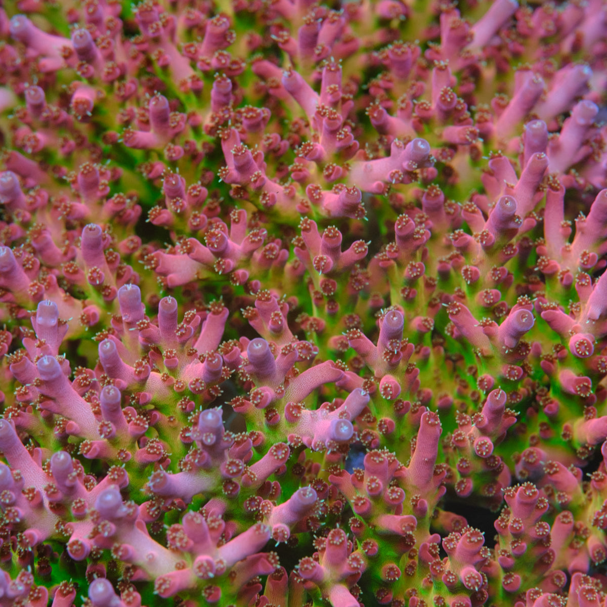 BC Cricket Spine Acropora