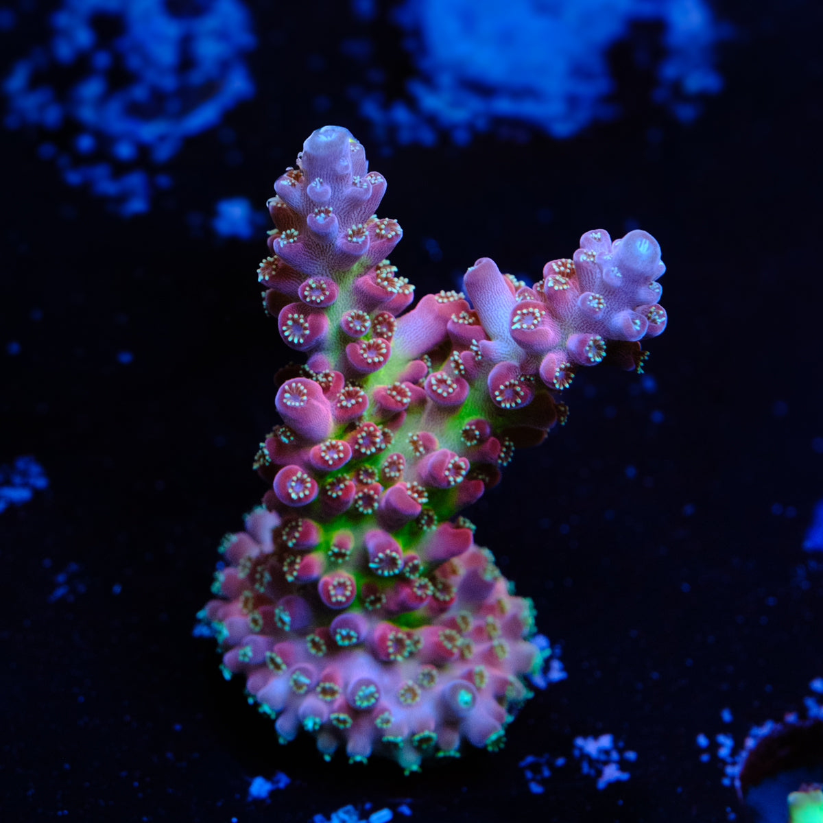 BC Cricket Spine Acropora WYSIWYG - K2-4