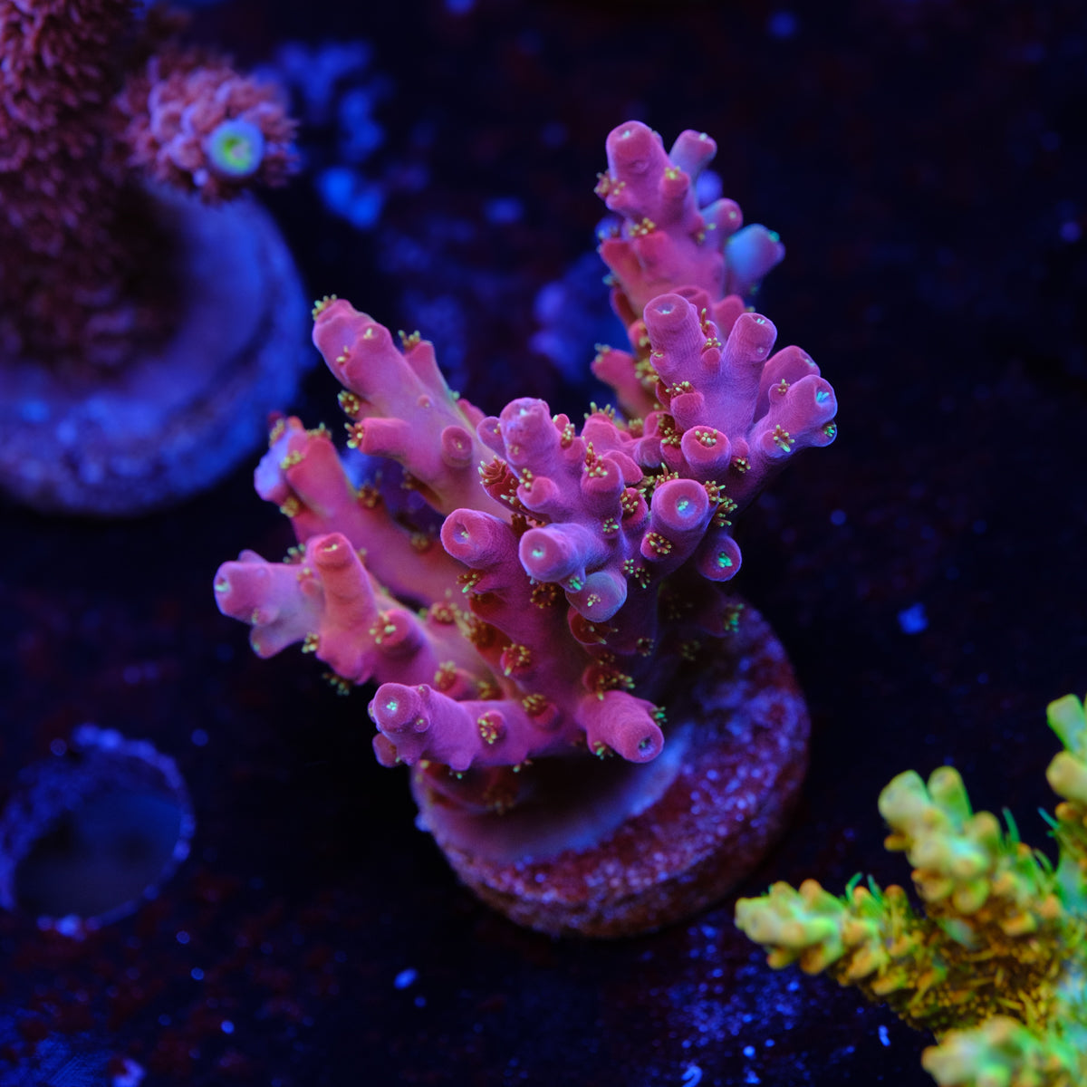 BC Cricket Spine Acropora WYSIWYG - R2-4