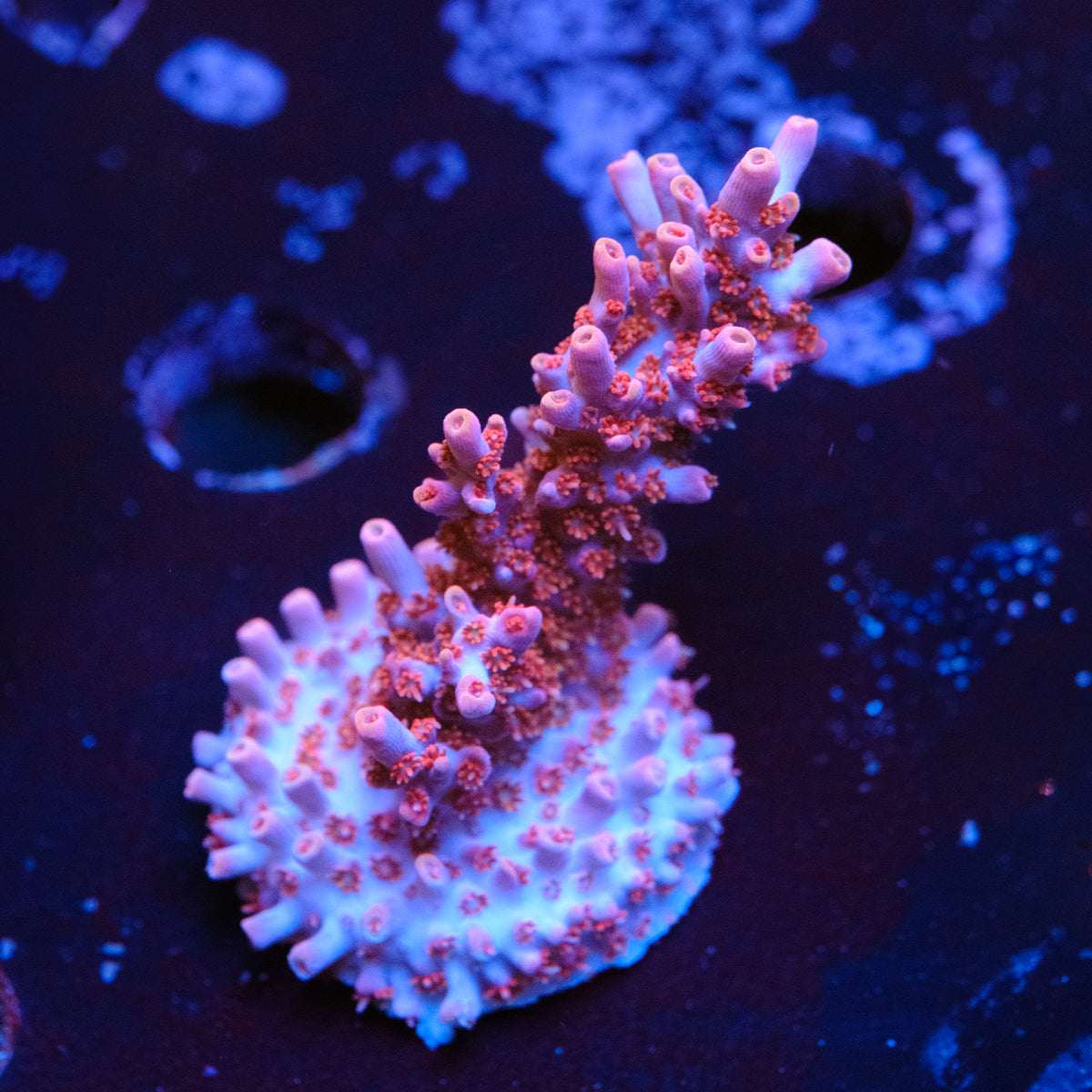 BC Fire Polyp Table Acropora WYSIWYG F2-4
