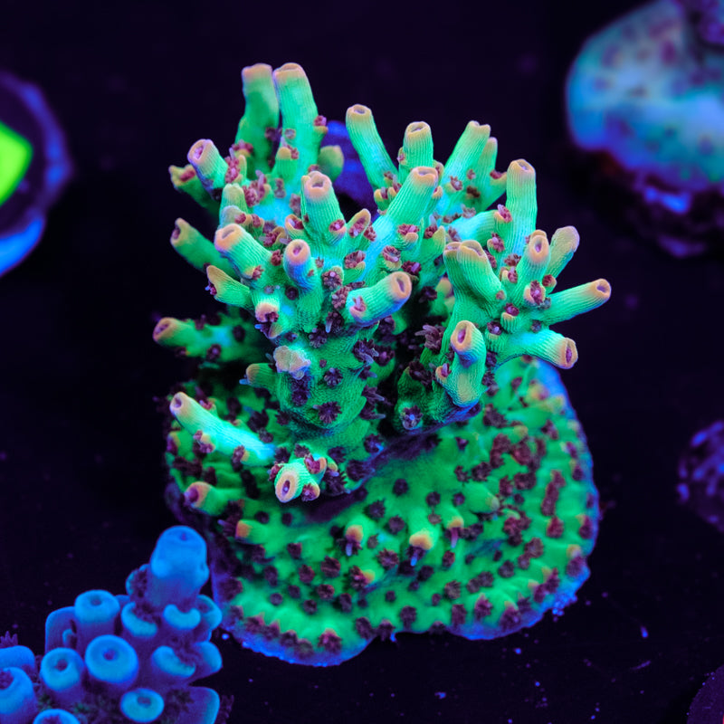 BC Hyperberry Acropora WYSIWYG - O4