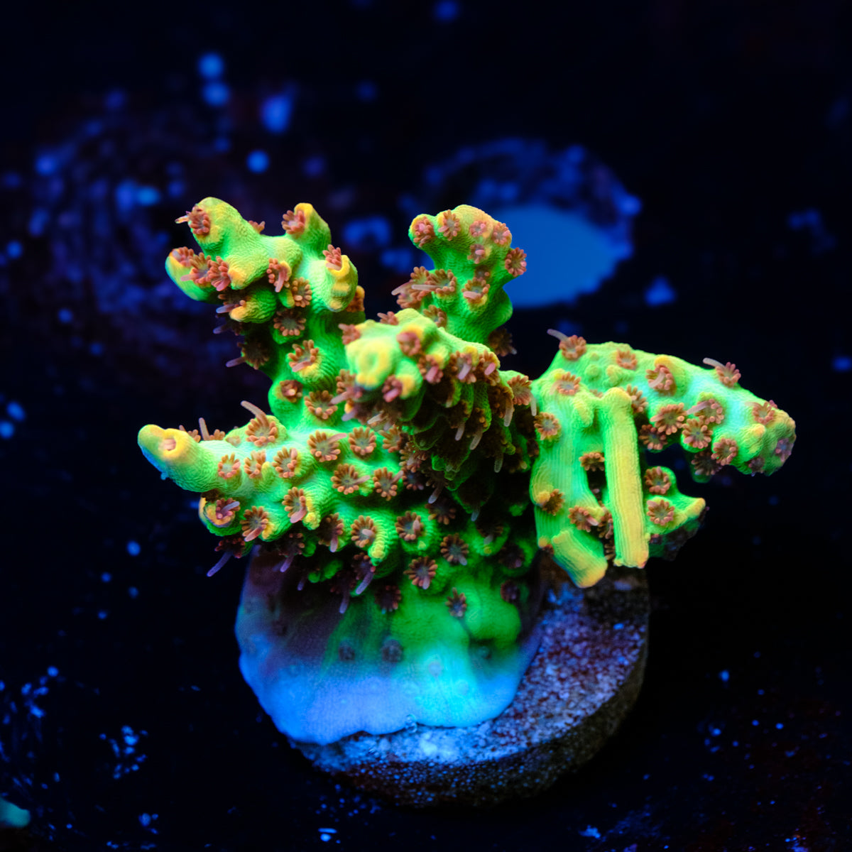 BC Hyperberry Acropora WYSIWYG - O4