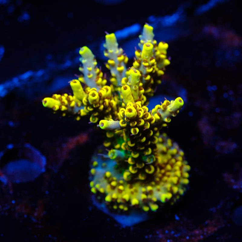 BC Mister Neutron Acropora WYSIWYG - H4