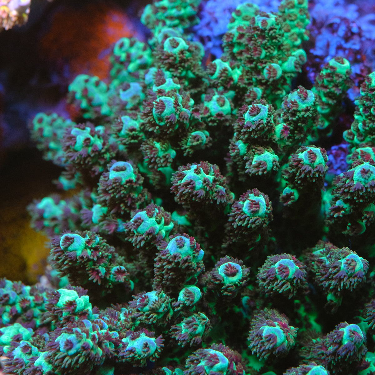 BC Rainbow's Army Acropora