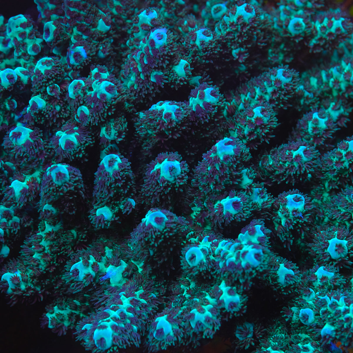 BC Rainbow's Army Acropora