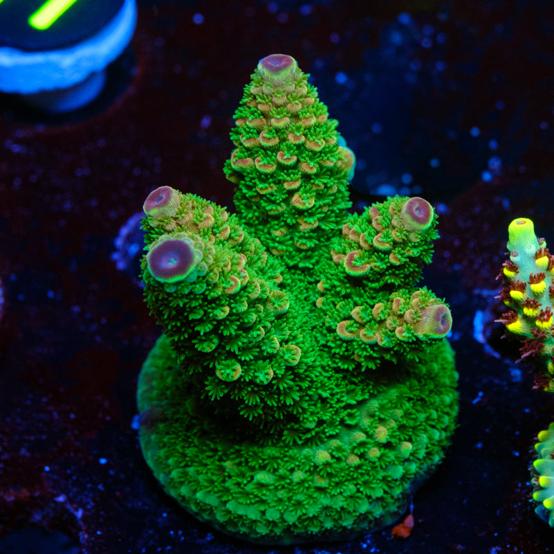 BC Red Hot Hat Digitifera WYSIWYG -T4