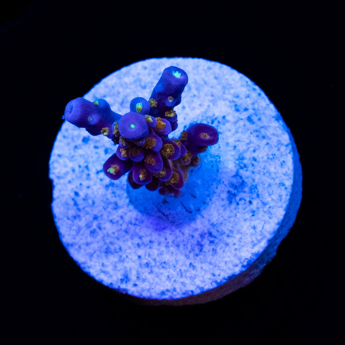 BC Space Laser Acropora