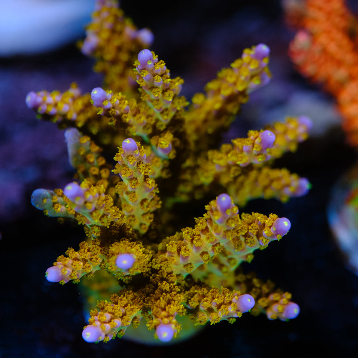 BC Space Laser Acropora