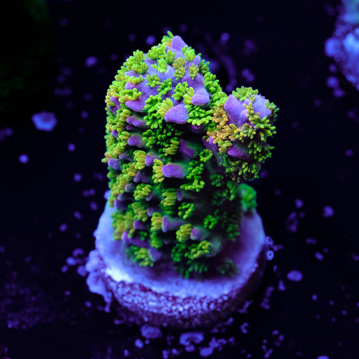 BC Bleeding Tree Abrotanoides