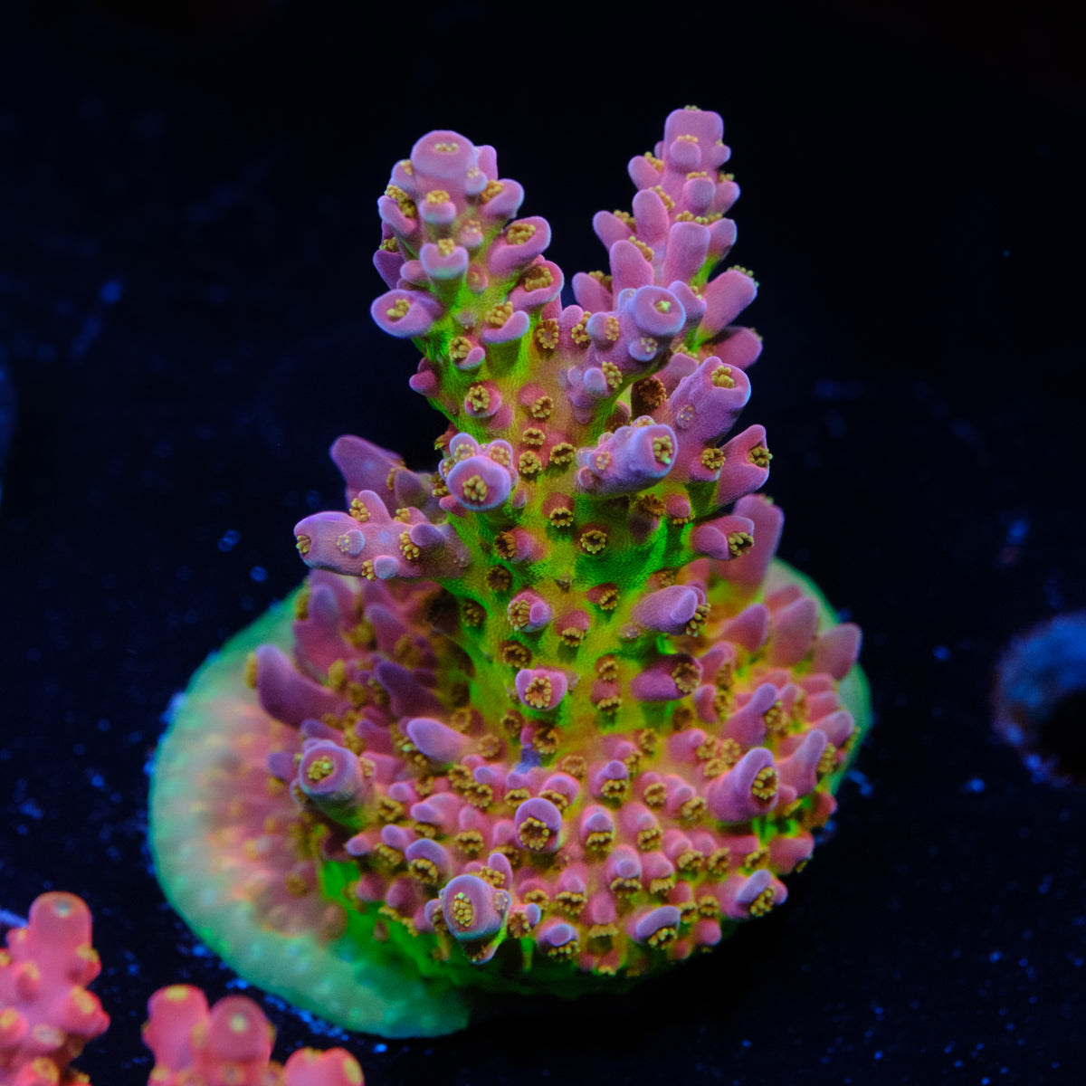 BC Blood Bank Acropora