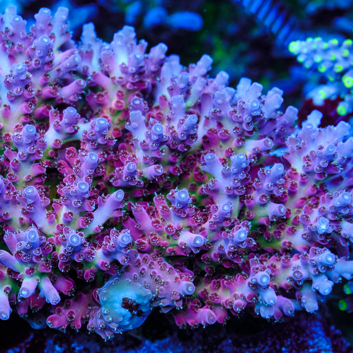 BC Cricket Spine Acropora