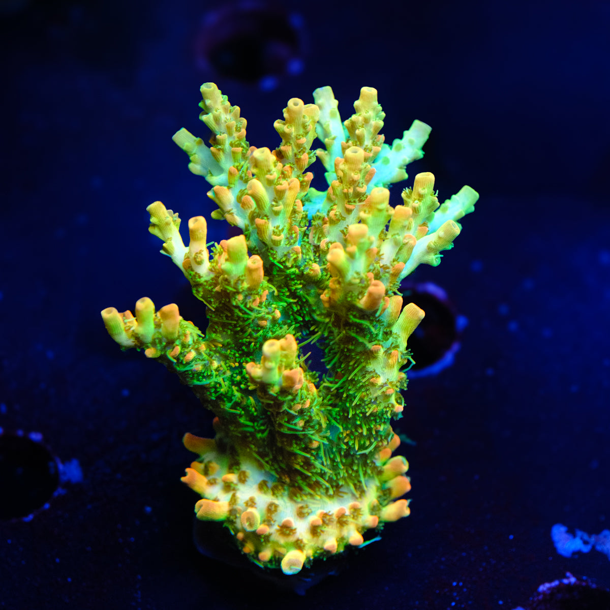 BC Lingenberry Vinegar Acropora WYSIWYG - M4