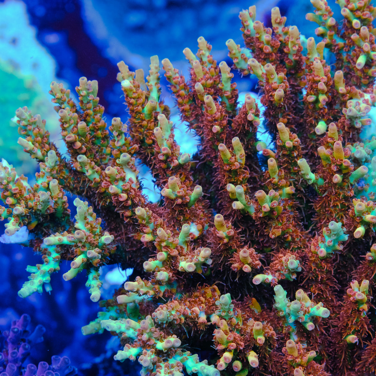 BC Lingenberry Vinegar Acropora