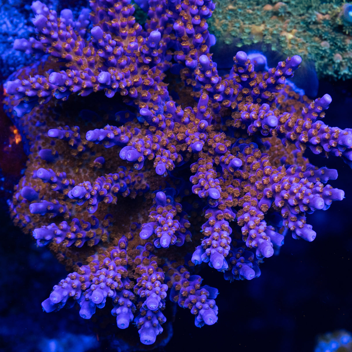 BC Space Laser Acropora