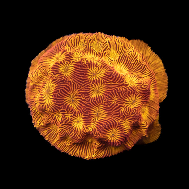 Blood Orange Leptoseris