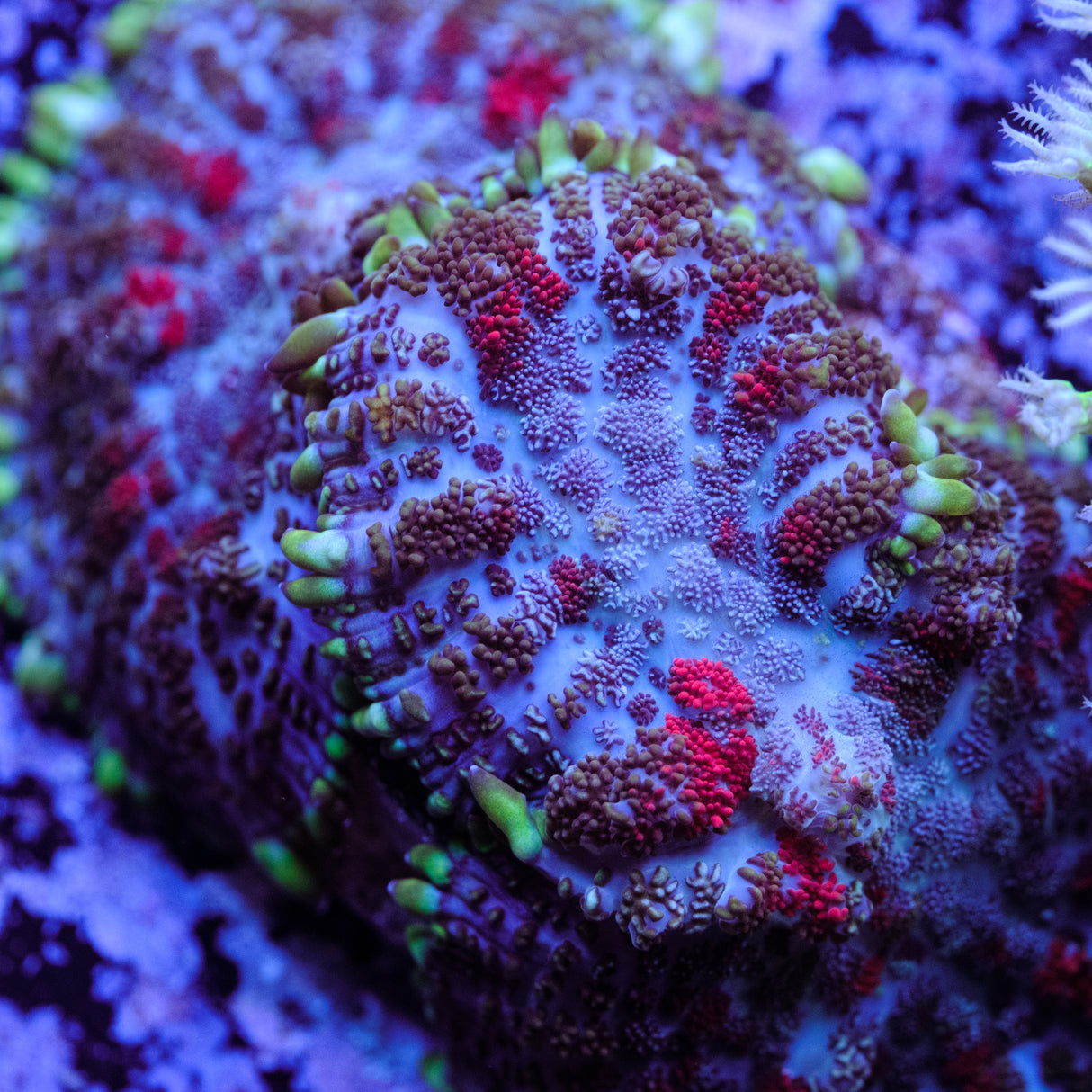 ECC Blown Glass Rhodactis Mushroom