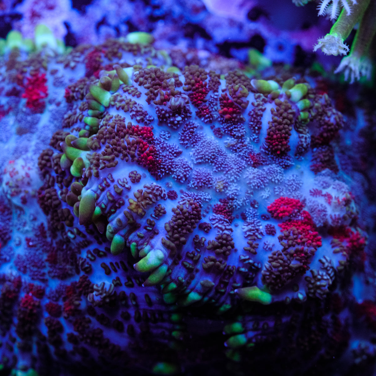 ECC Blown Glass Rhodactis Mushroom