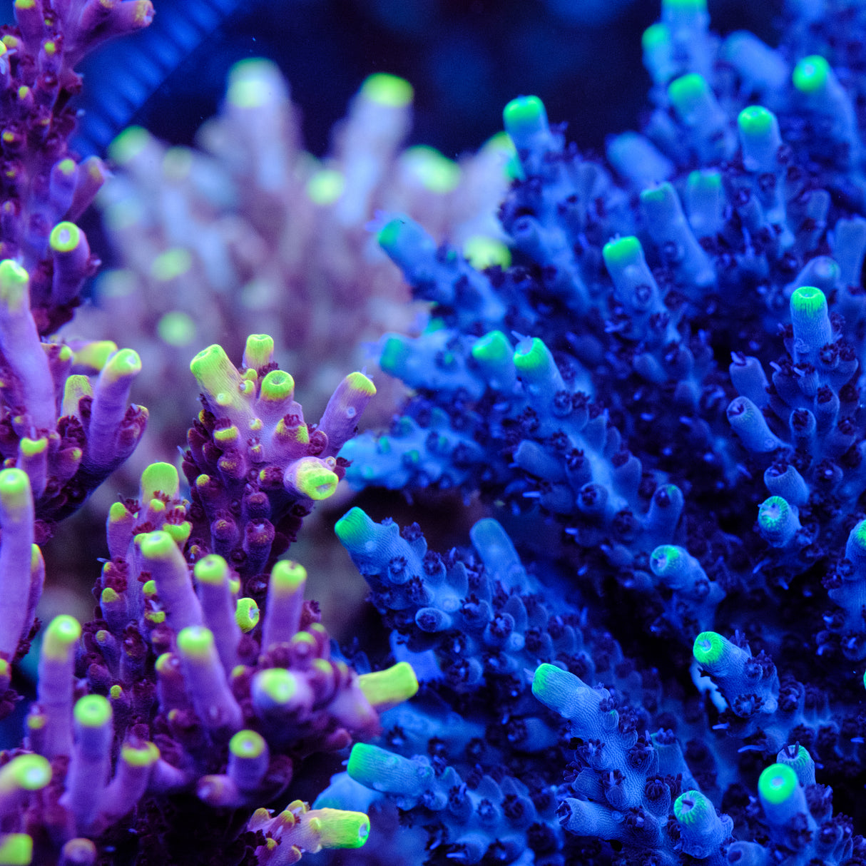 UW Blue Flame Acropora