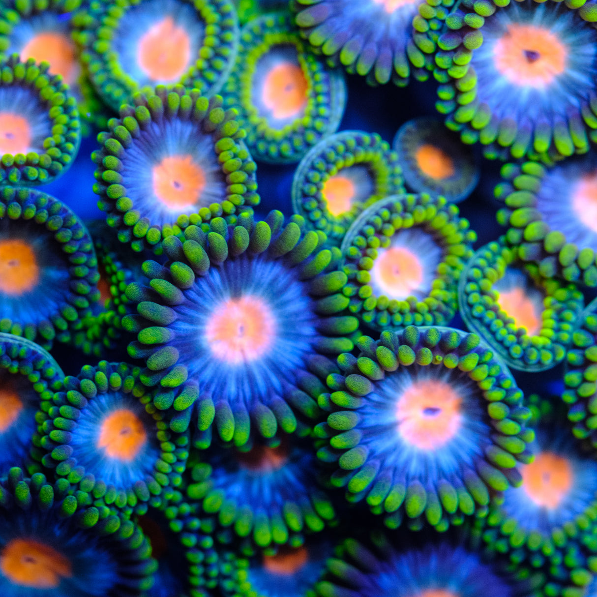 Blue Pinwheel Zoanthid