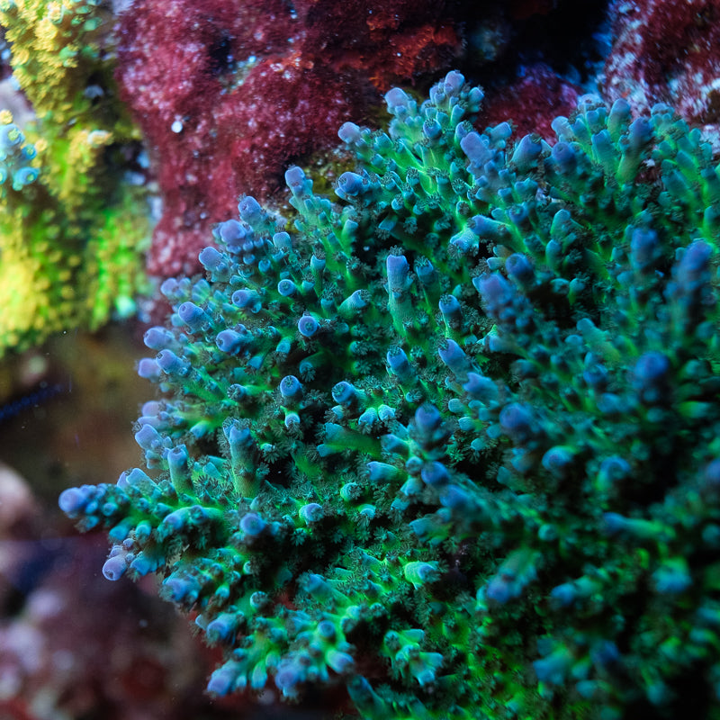Miyagi Blue Green Tort Acropora
